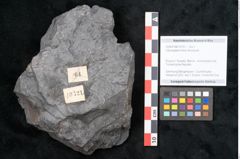 Foto (Objekt + Etikett) von Odontopteris minor Brongniart (NHMW-GEO-2024-0188-10721)